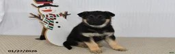 German Shepherd dogs for sale: Rain - Ad 4