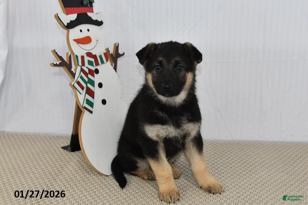 German Shepherd dogs for sale: Rain - Ad 4
