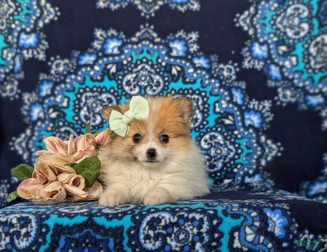 Pomeranian dogs for sale: Chesney - Ad 5