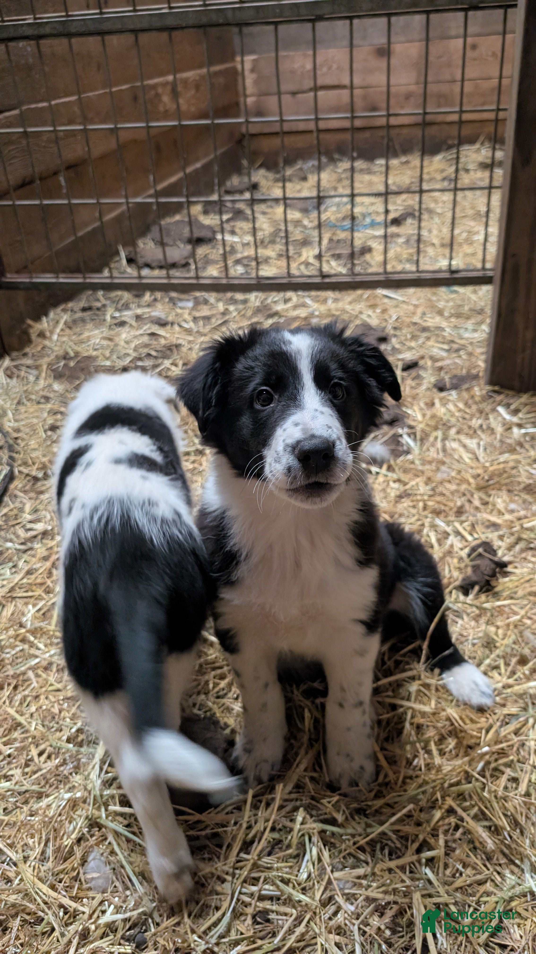 Mixed Breed dogs Chevy - Ad 1