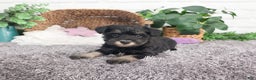 Miniature Schnauzer dogs for sale: Rita - Ad 2