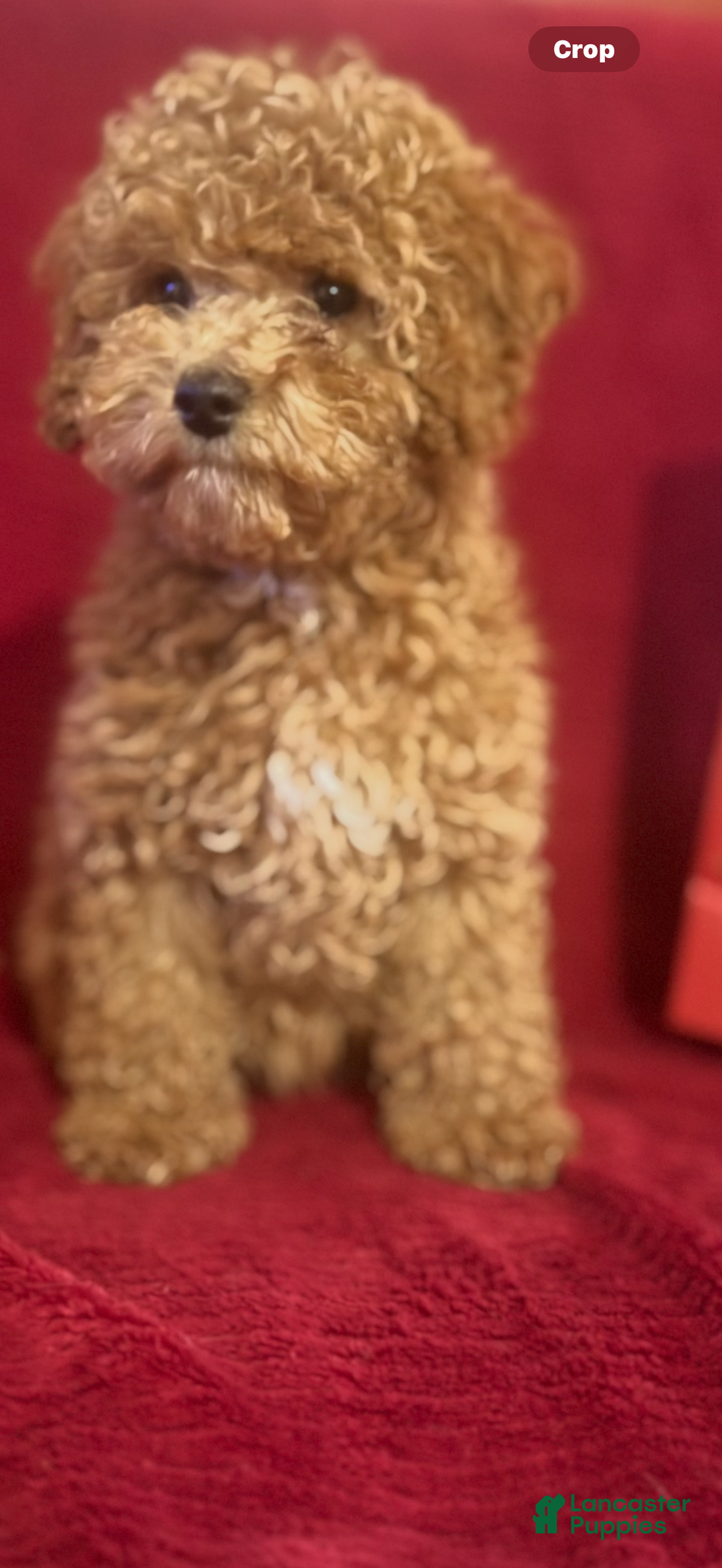 Cockapoo dogs for sale: Cockapoo Puppy 2 - Ad 1