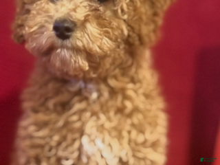 Cockapoo dogs Cockapoo Puppy 2 - Ad 7