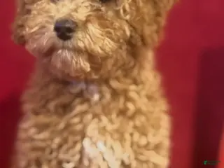 Cockapoo dogs Cockapoo Puppy 2 - Ad 6