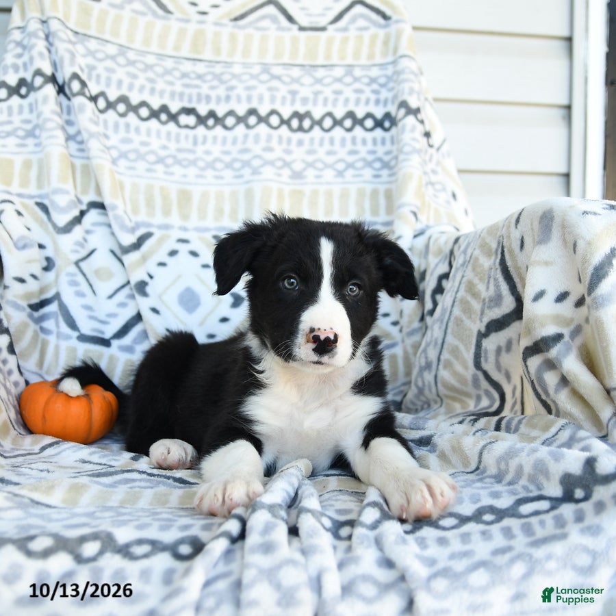 Border Collie dogs for sale: Edge - Ad 1