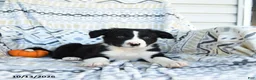 Border Collie dogs for sale: Edge - Ad 1