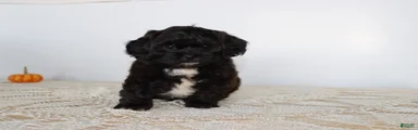 Dark Chocolate