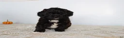 Shihpoo dogs for sale: Dark Chocolate - Ad 1