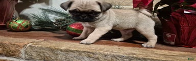 Pug Puppy 1