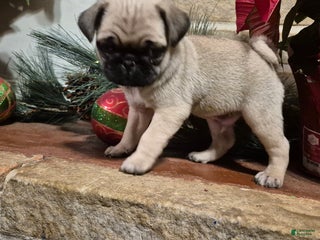 Pug dogs Pug Puppy 1 - Ad 2