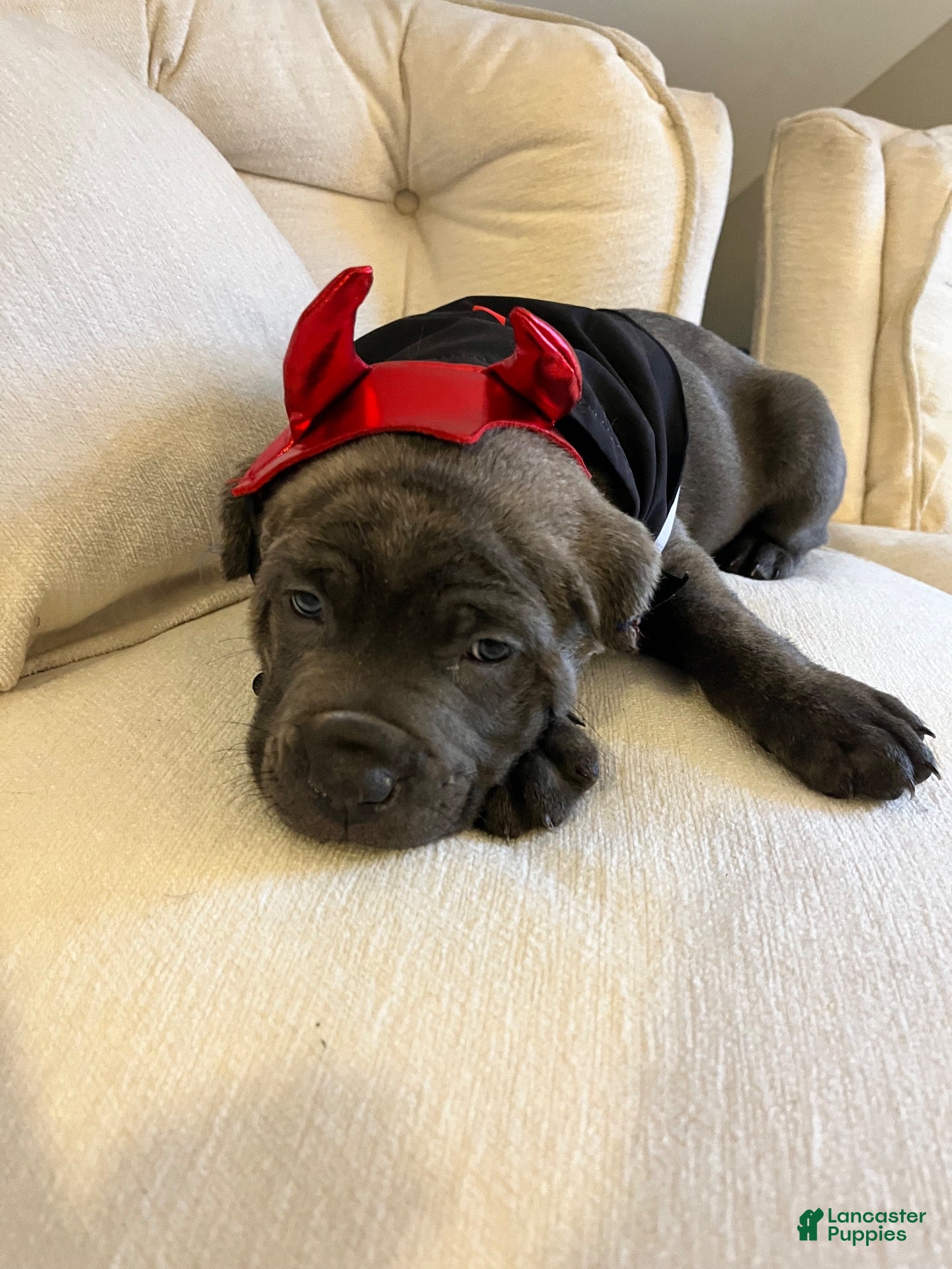 Cane Corso dogs Cane Corso 1 - Ad 2