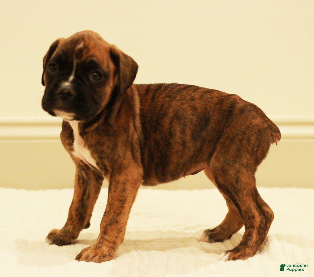Boxer dogs for sale: Bella - Ad 1