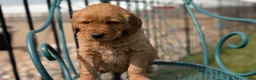Golden Retriever dogs for sale: Duke - Ad 8