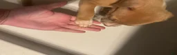 American Pit Bull Terrier dogs for sale: American Pit Bull Terrier Puppy 5 - Ad 24