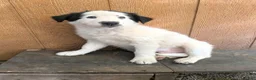 Border Collie dogs for sale: Border Collie 1 - Ad 6