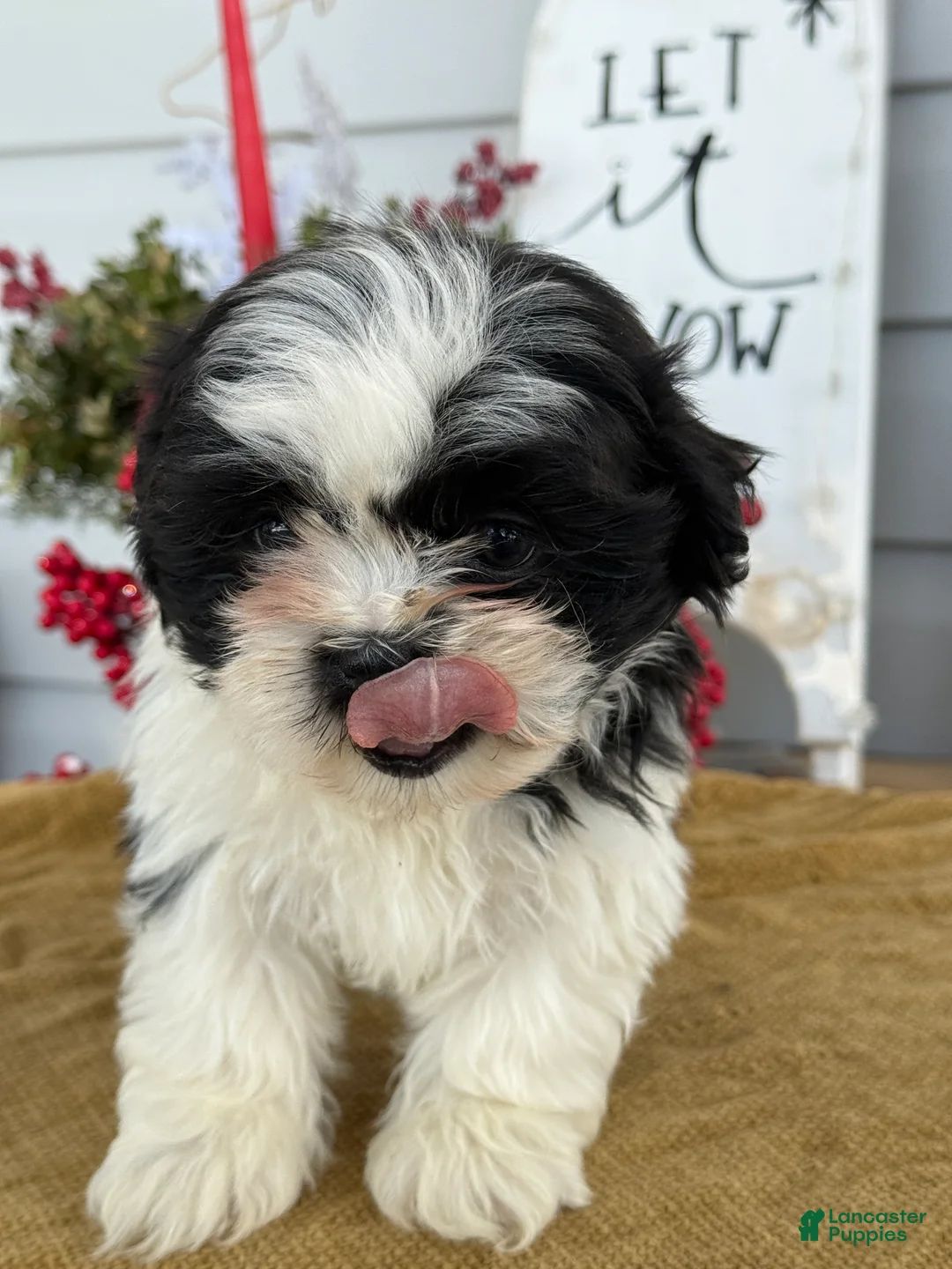 Shih Tzu dogs for sale: Pip - Ad 6