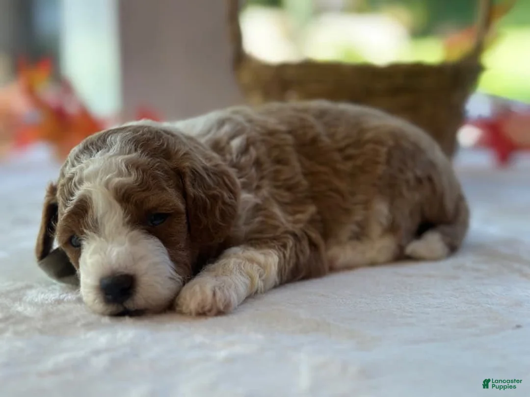 Mini Goldendoodle dogs for sale: Raphael - Ad 2