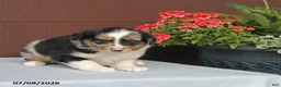Miniature Australian Shepherd dogs for sale: Alice - Ad 3
