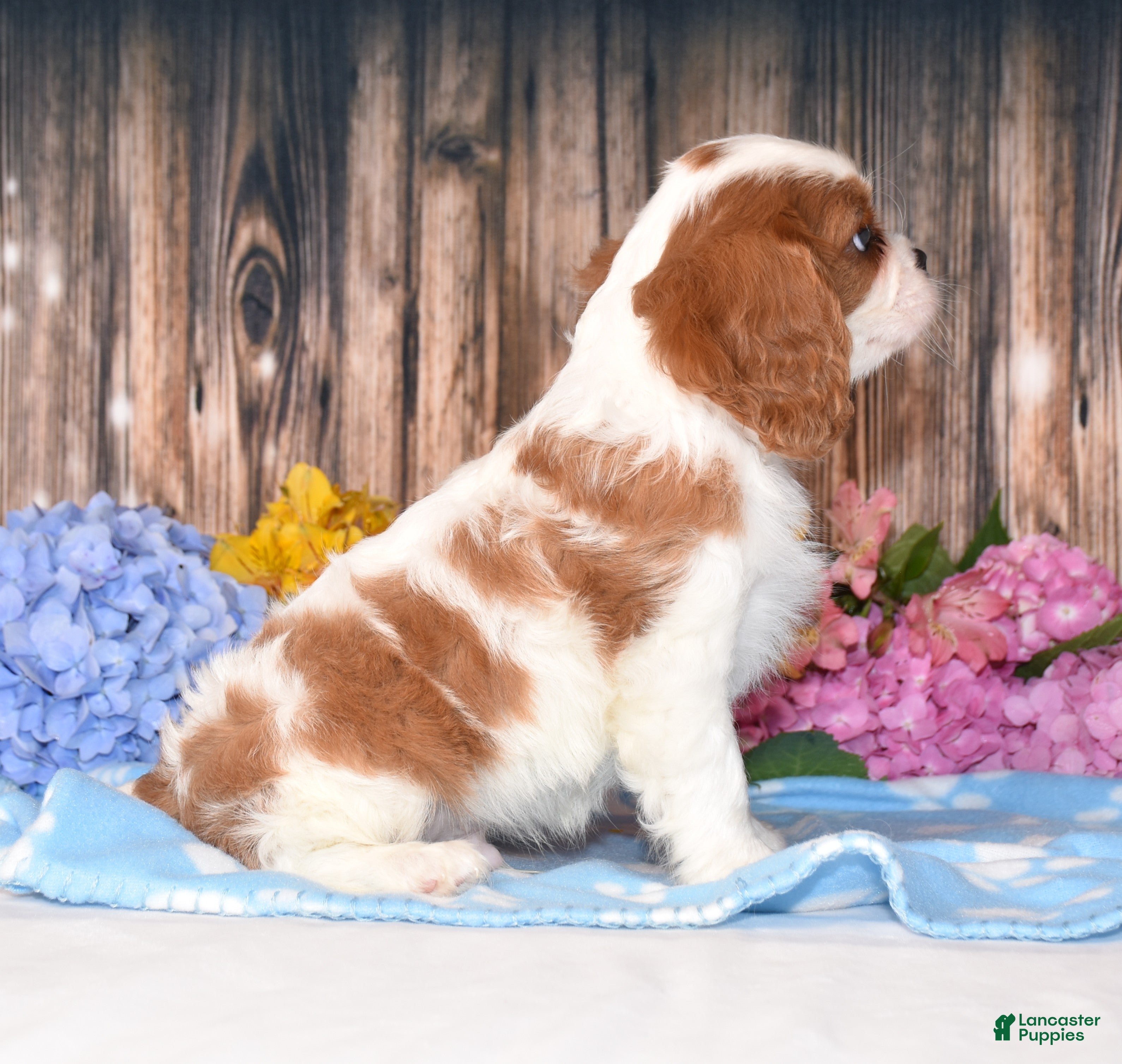 Cavalier King Charles Spaniel dogs Jackson - Ad 2