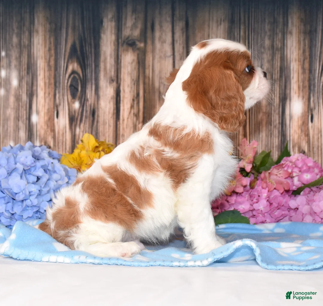 Cavalier King Charles Spaniel dogs for sale: Jackson - Ad 2