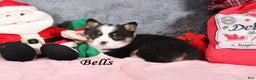 Welsh Corgi Pembroke dogs for sale: Bells - Ad 1