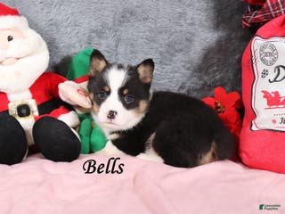 Welsh Corgi Pembroke dogs Bells - Ad 36