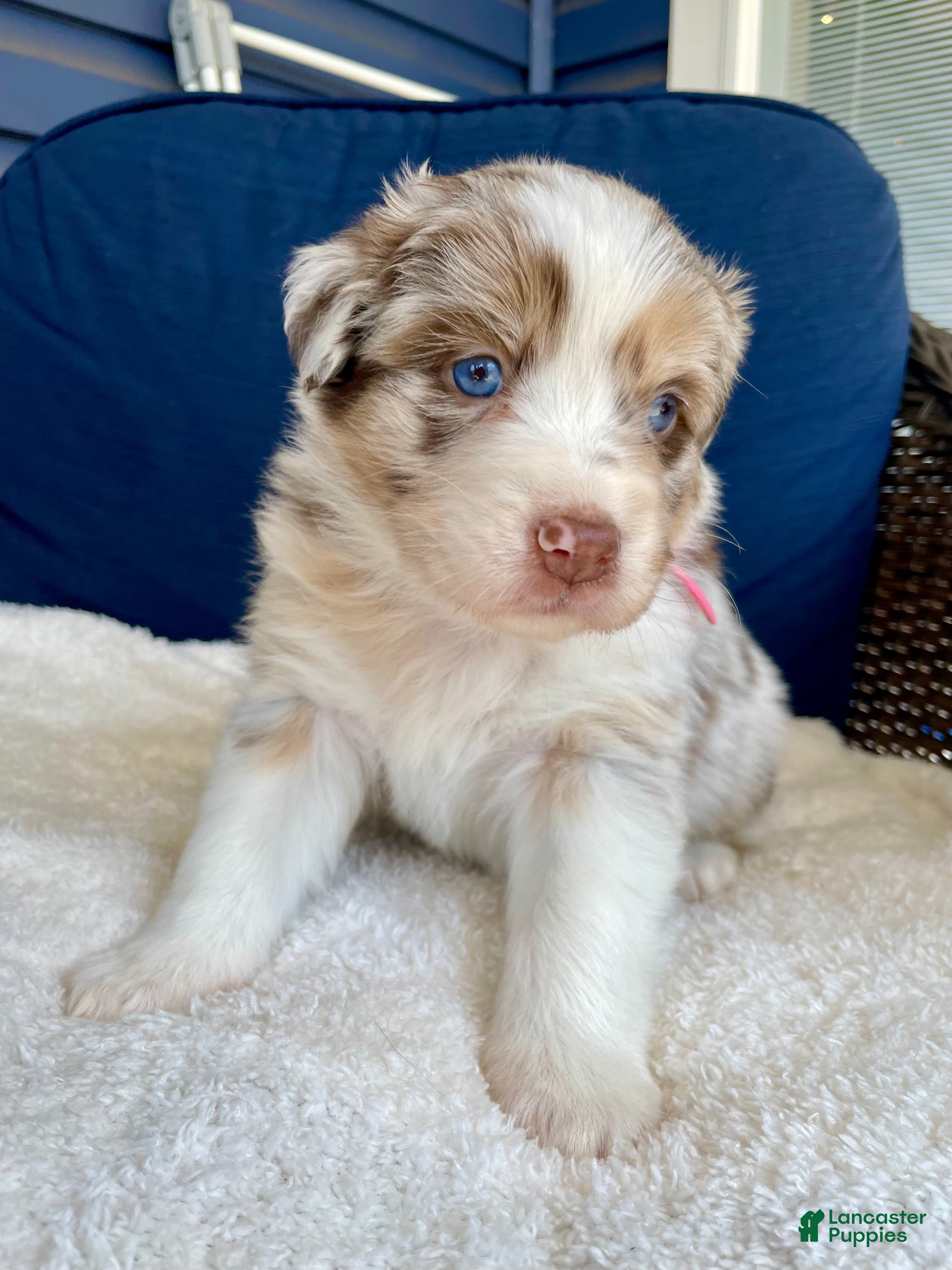 Australian Shepherd dogs Peaches - Ad 12