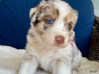 Australian Shepherd dogs Peaches - Ad 12