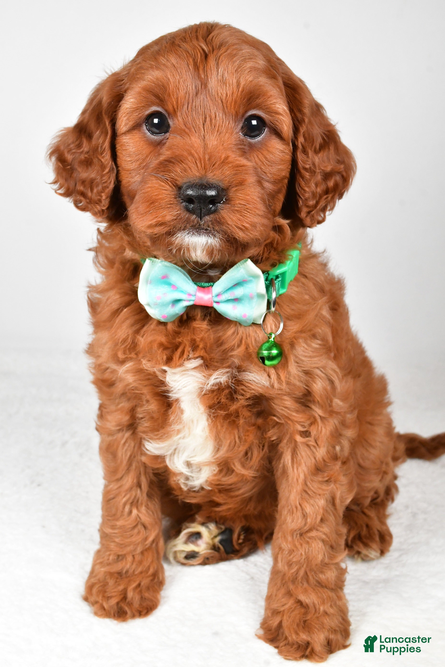 Cavapoo dogs Titus - Ad 1