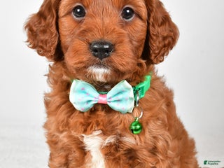 Cavapoo dogs Titus - Ad 1