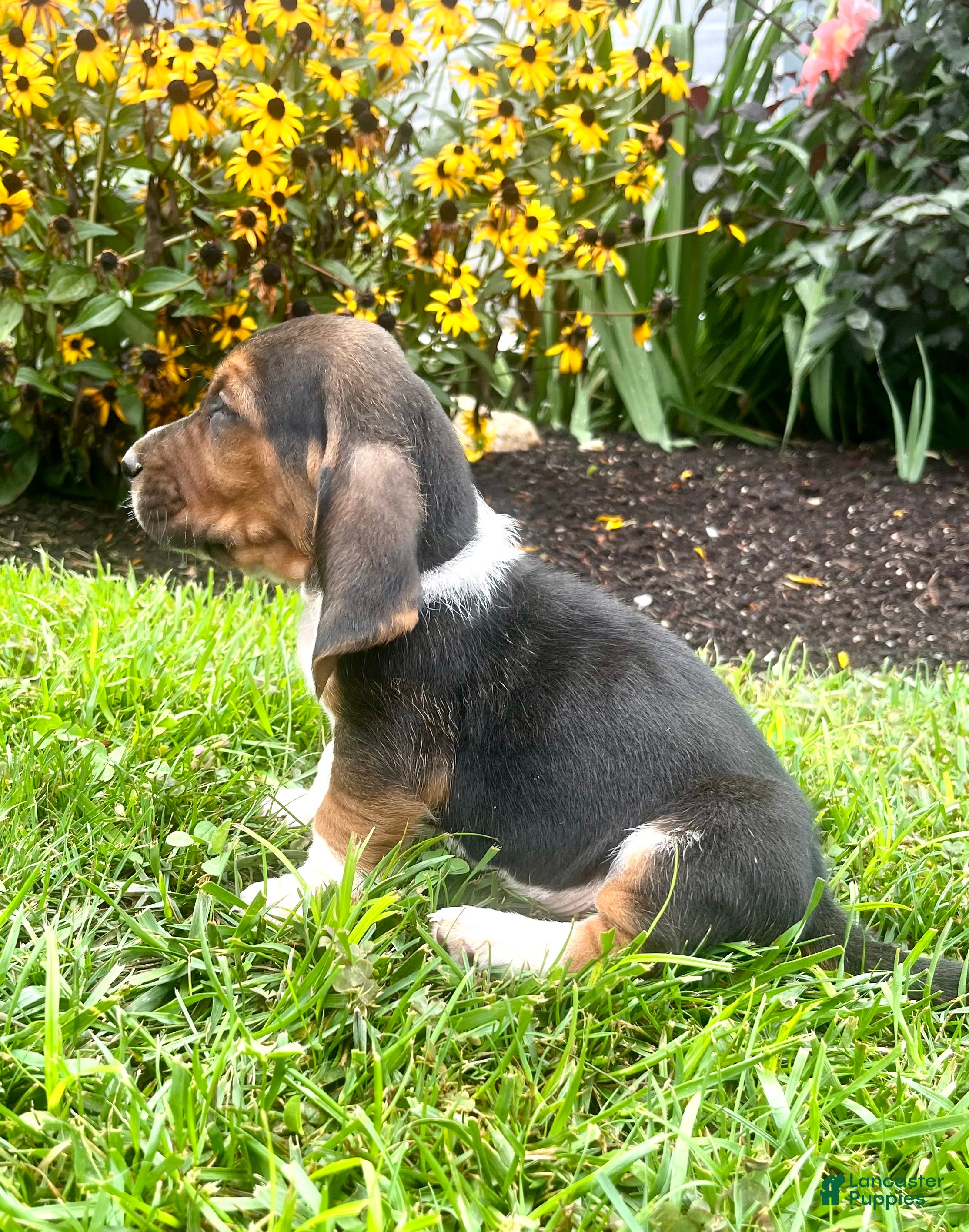 Basset Hound dogs Baxter❤️AKC Registered - Ad 2