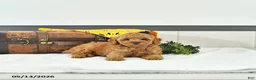Toy Poodle dogs for sale: Liam - Ad 4