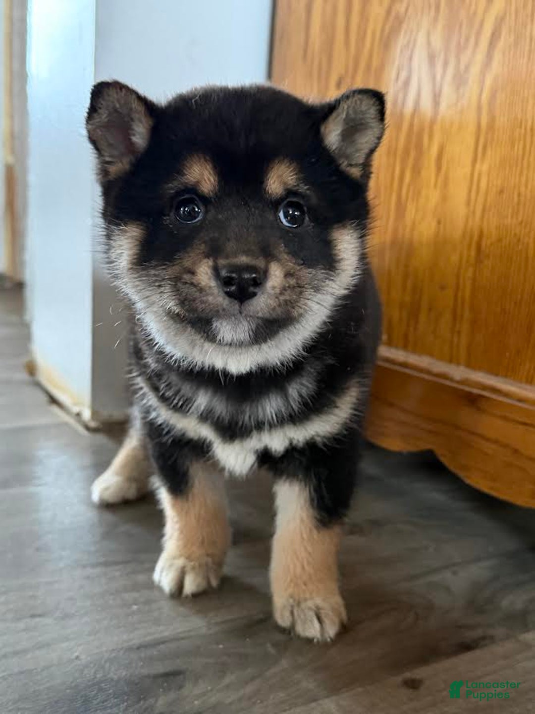 Shiba Inu dogs for sale: Sidney - Ad 2