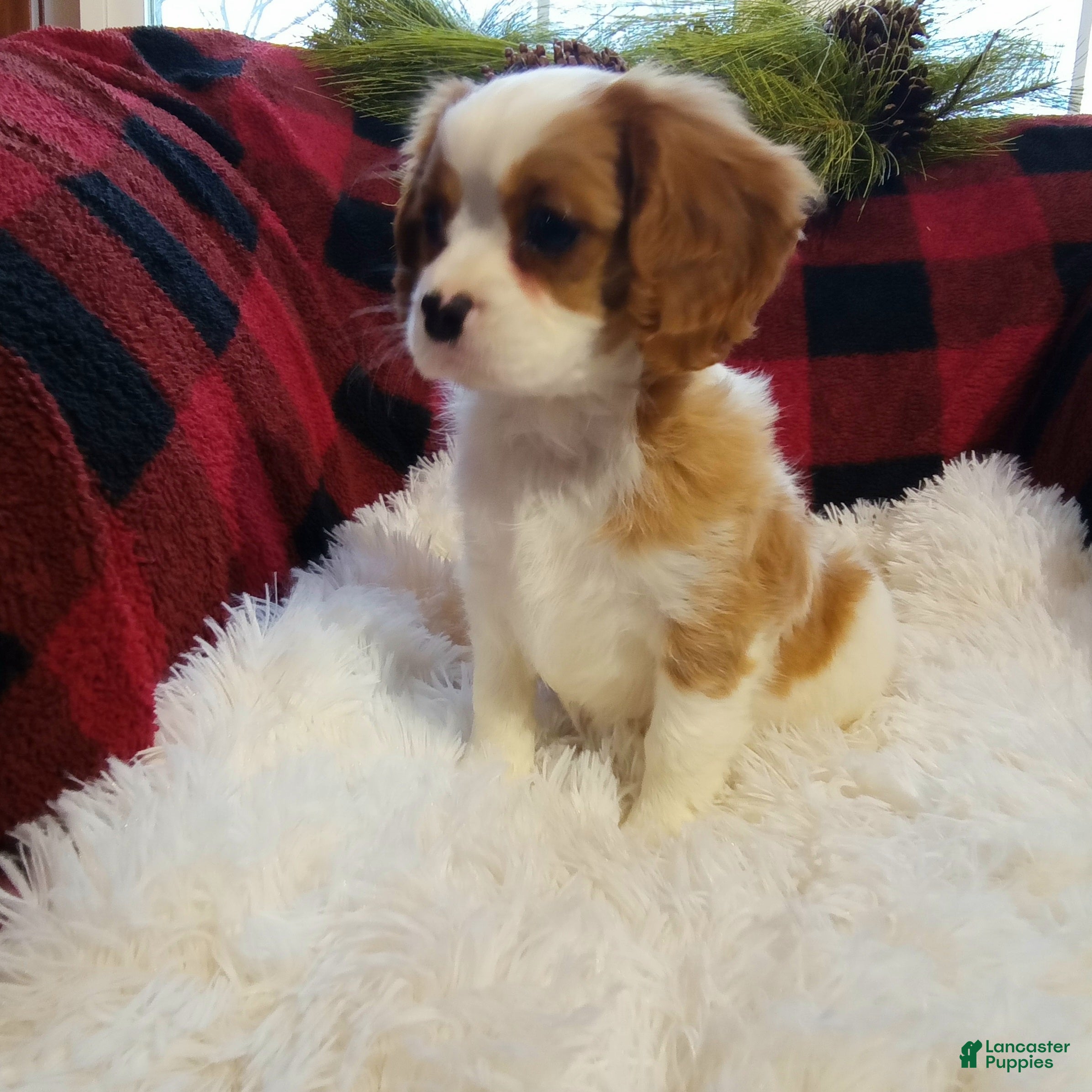 Cavalier King Charles Spaniel dogs Macy - Ad 21