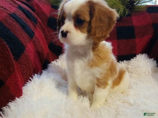 Cavalier King Charles Spaniel dogs Macy - Ad 21