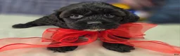 Cavapoo dogs for sale: Twink - Ad 11