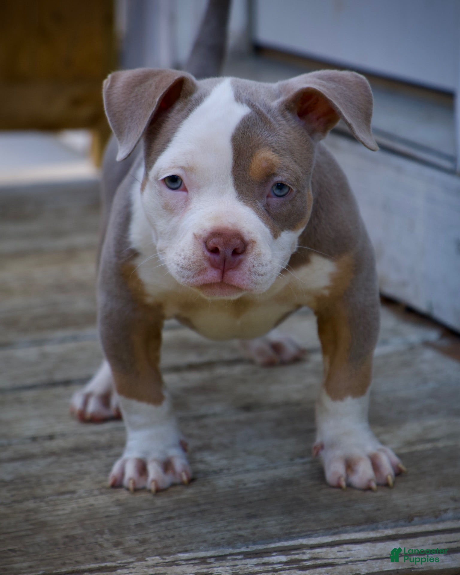 American Bully dogs for sale: Luck  - Ad 2
