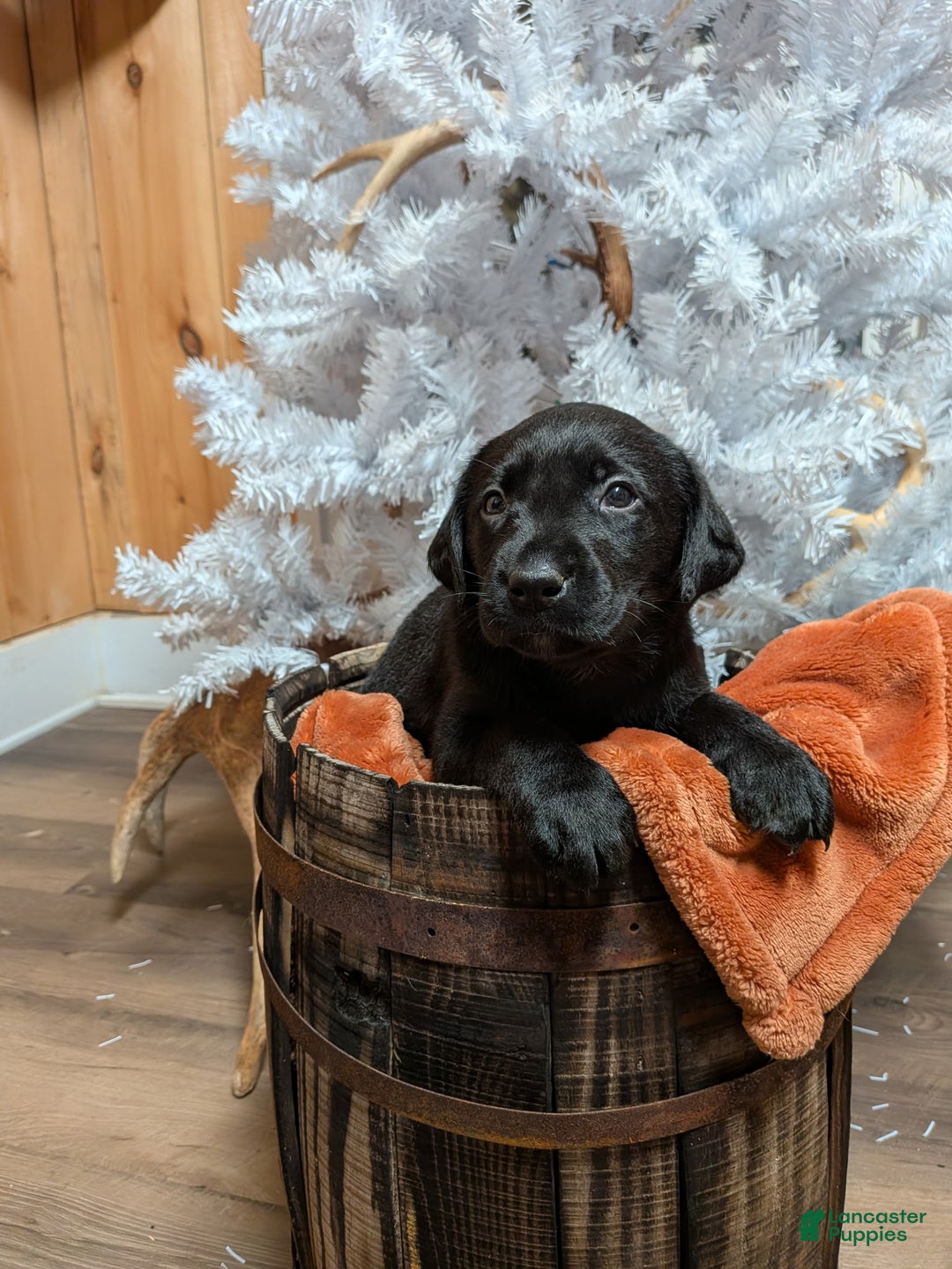 Labrador Retriever dogs for sale: Labrador Retriever Puppy 4 - Ad 1