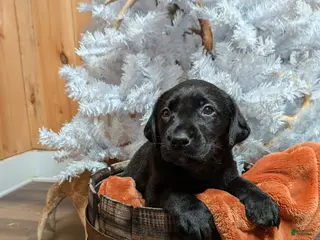 Labrador Retriever dogs Labrador Retriever Puppy 4 - Ad 17