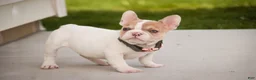 French Bulldog dogs for sale: Romeo - Ad 7