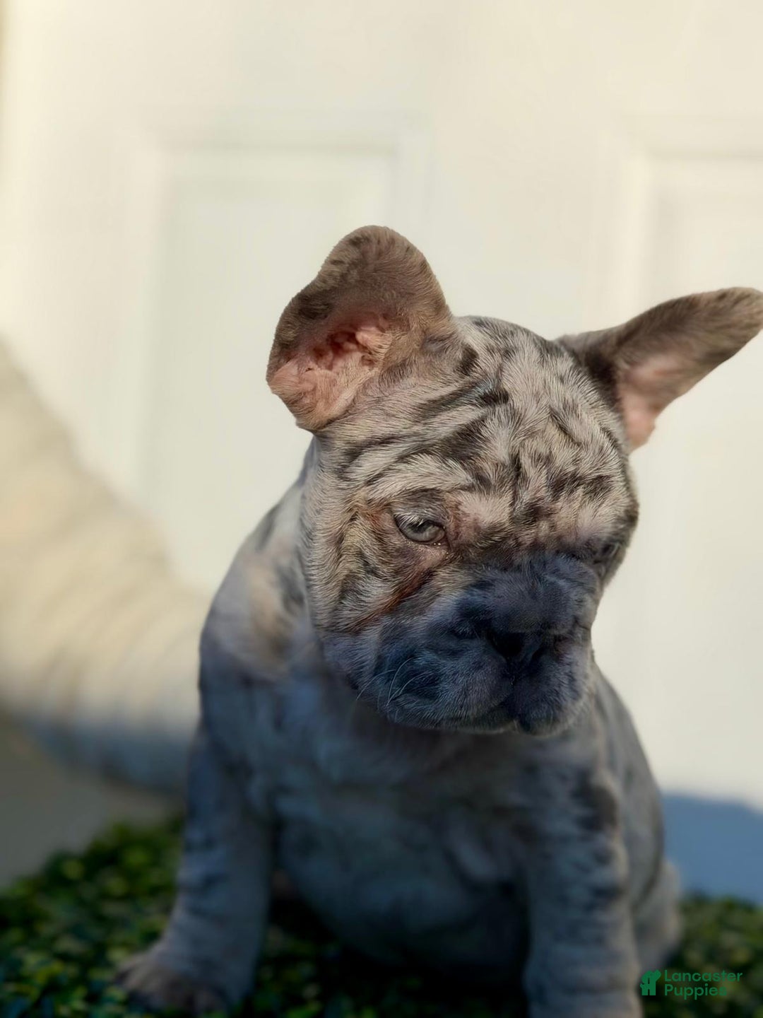 French Bulldog dogs for sale: TRIXIE - Ad 2