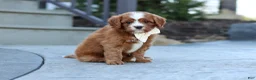 Cavapoo dogs for sale: Mickey - Ad 9
