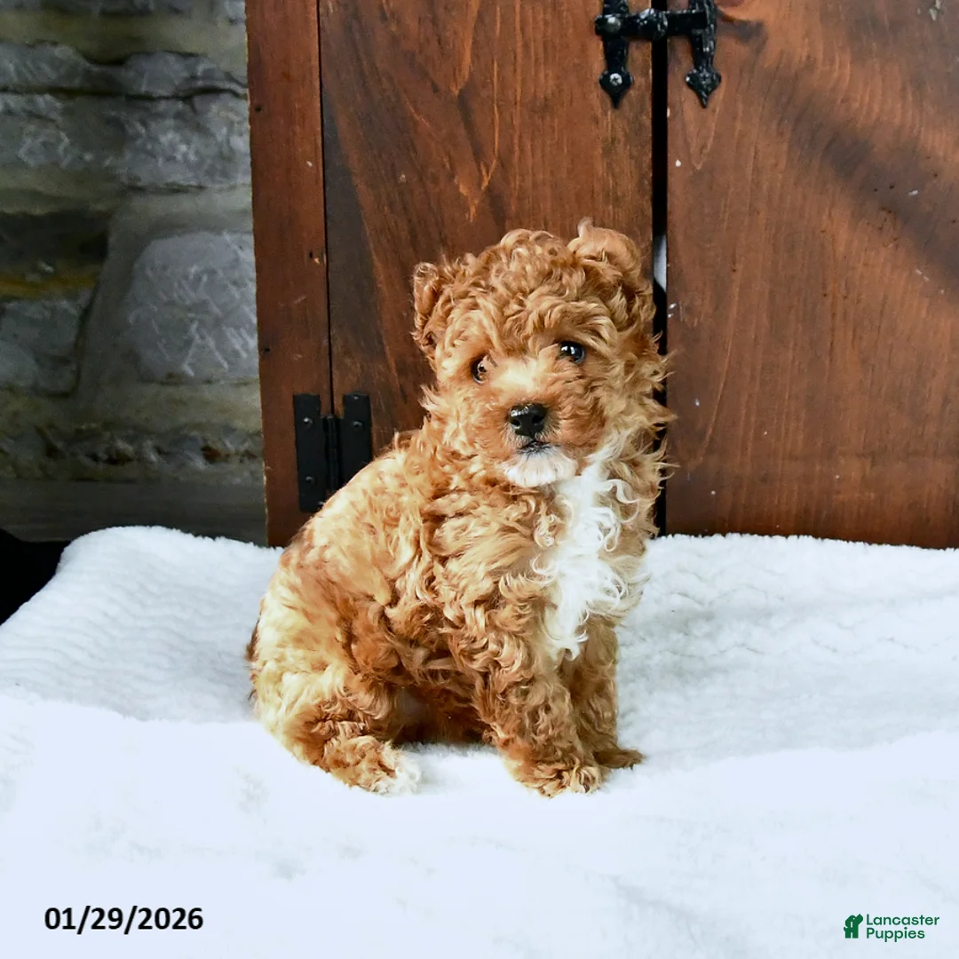Toy Poodle dogs for sale: Cinnamon - Ad 2