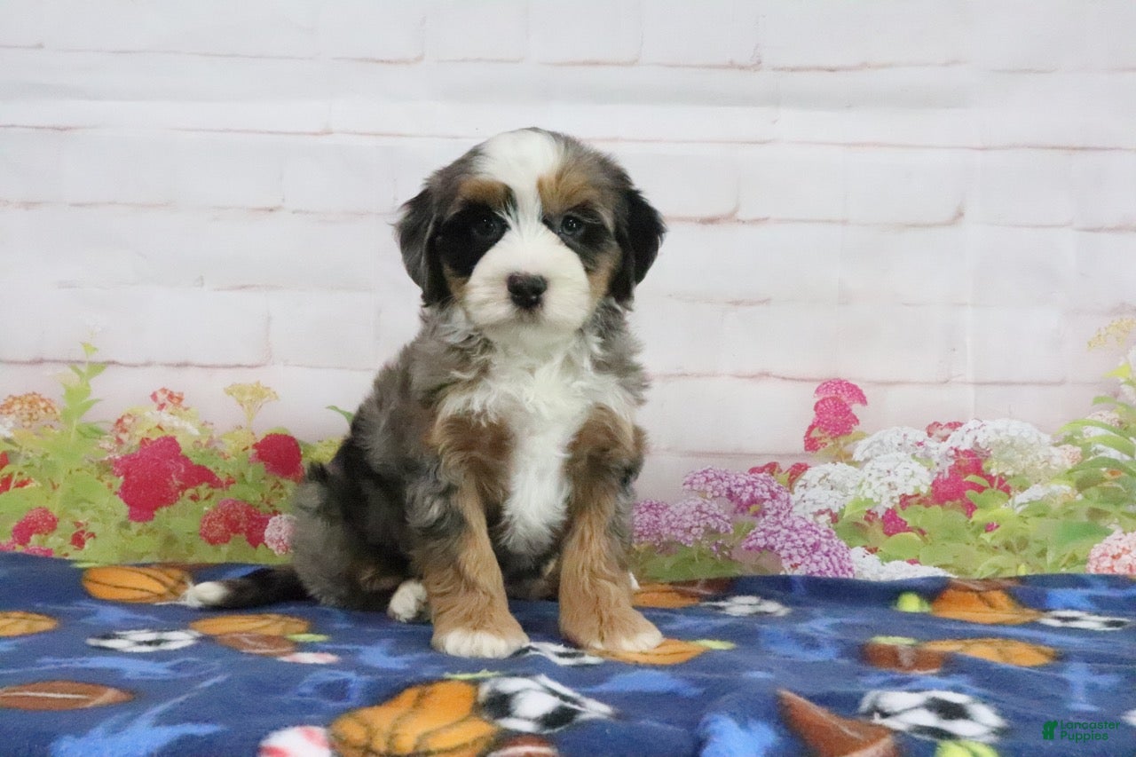 Mini Bernedoodle dogs Libby - Ad 2