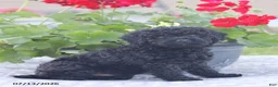 Miniature Poodle dogs for sale: Norm - Ad 8