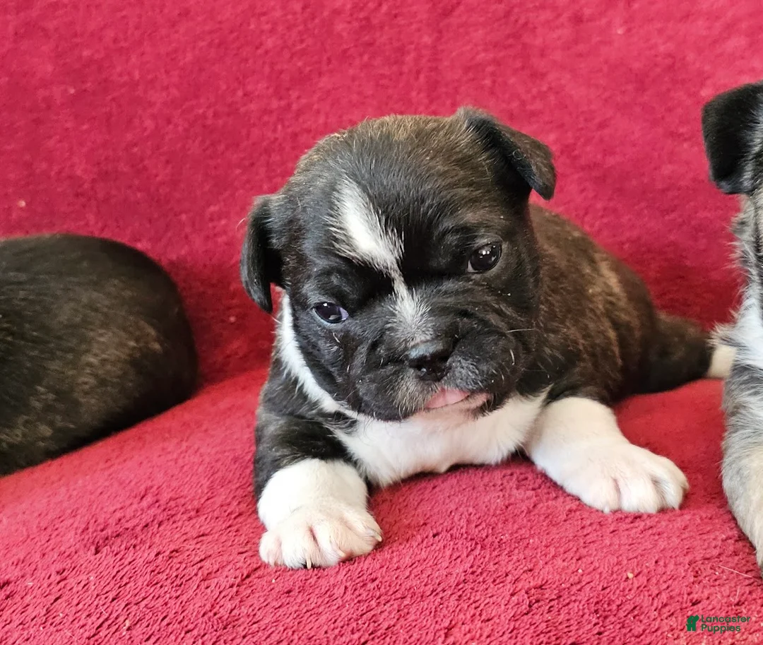 Mixed Breed dogs for sale: JubJub 75% Frenchie - Ad 1