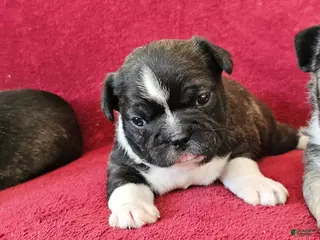 Mixed Breed dogs JubJub 75% Frenchie - Ad 30
