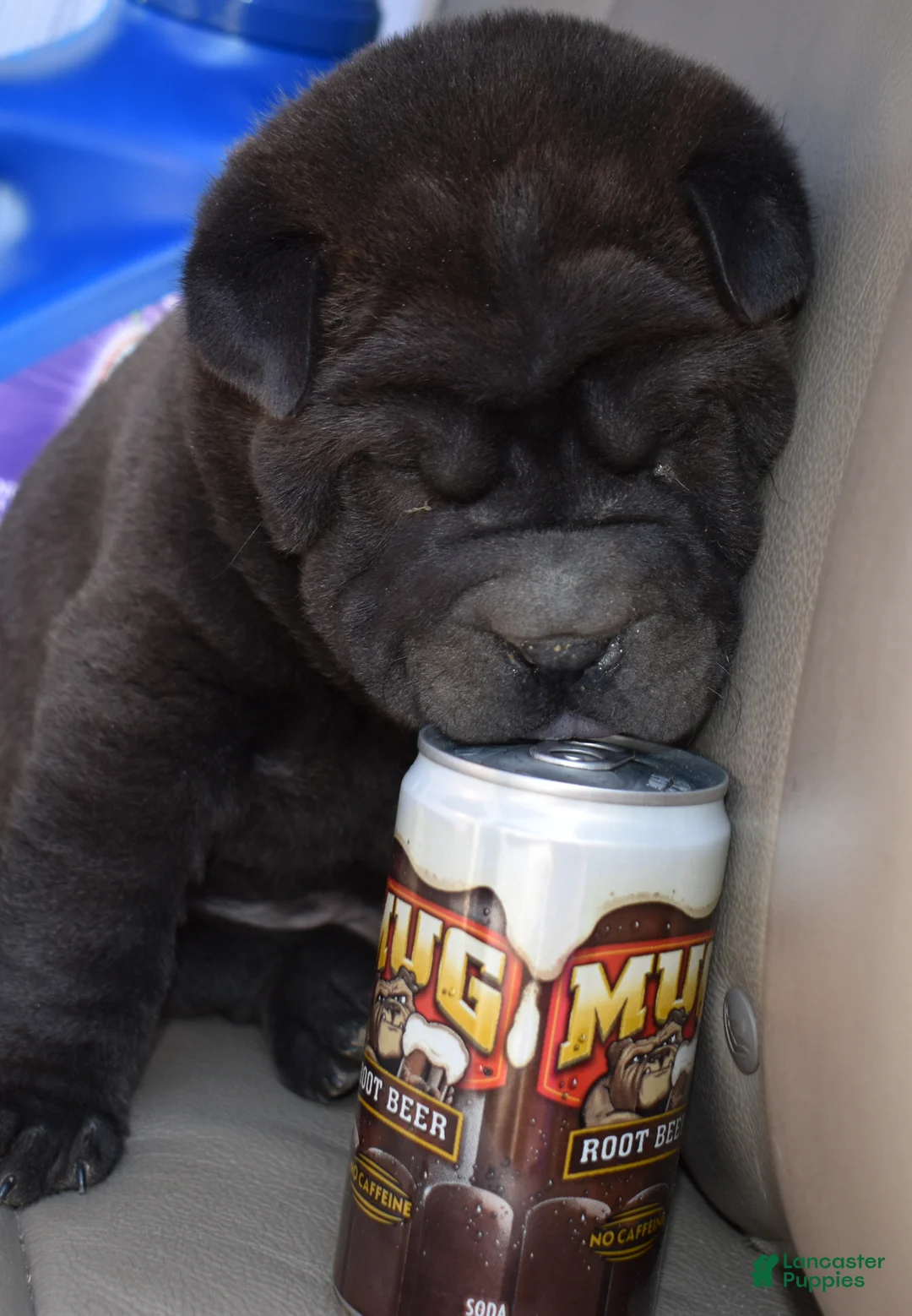 Shar Pei dogs for sale: Shar Pei Puppy 1 - Ad 4