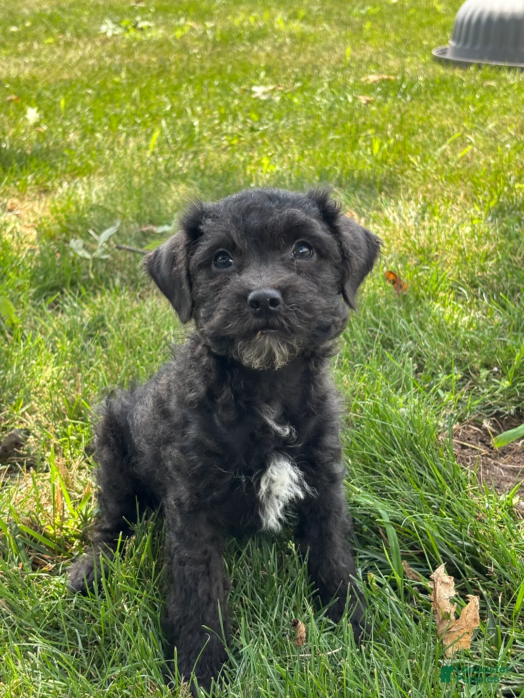 Miniature Poodle dogs for sale: Ella - Ad 1