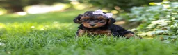 Yorkiepoo dogs for sale: Ariel - Ad 7